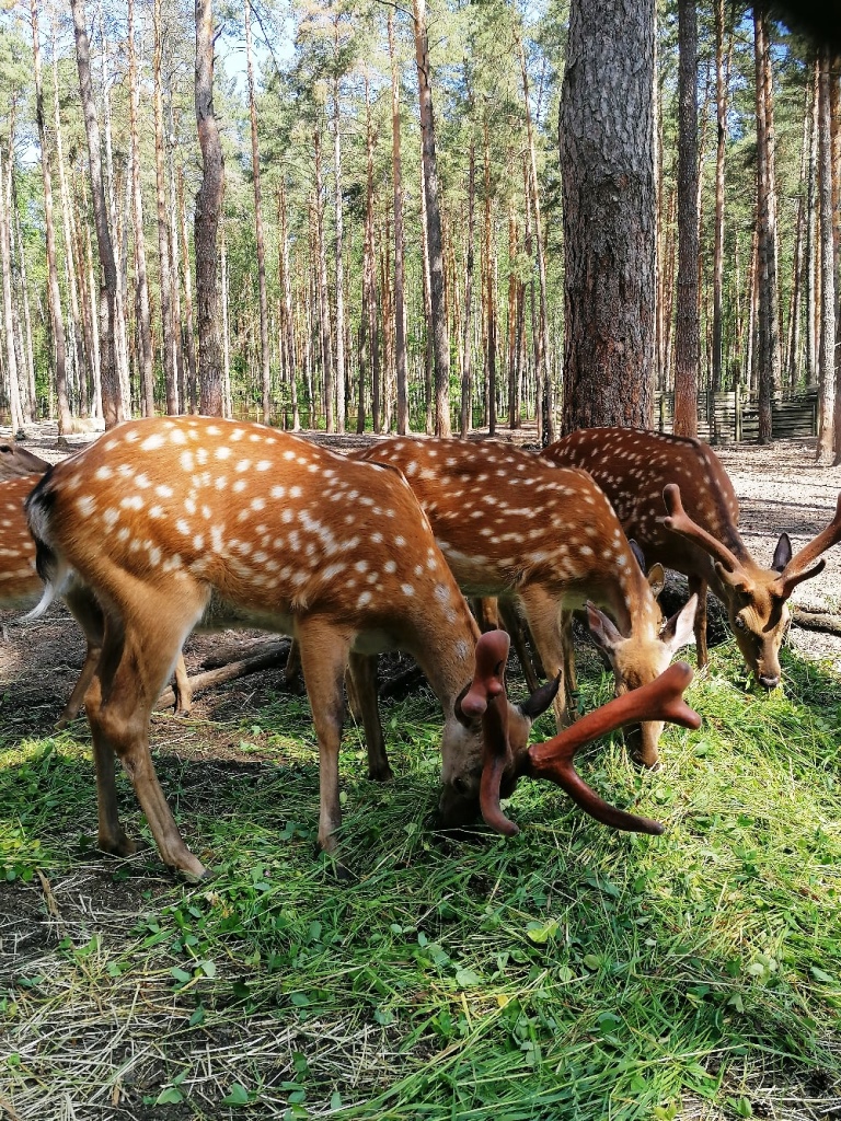 Zoovoljernyj kompleks 1